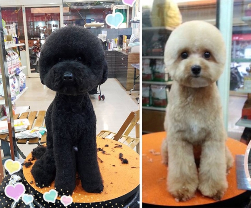 Square head: the latest trend in Taiwan