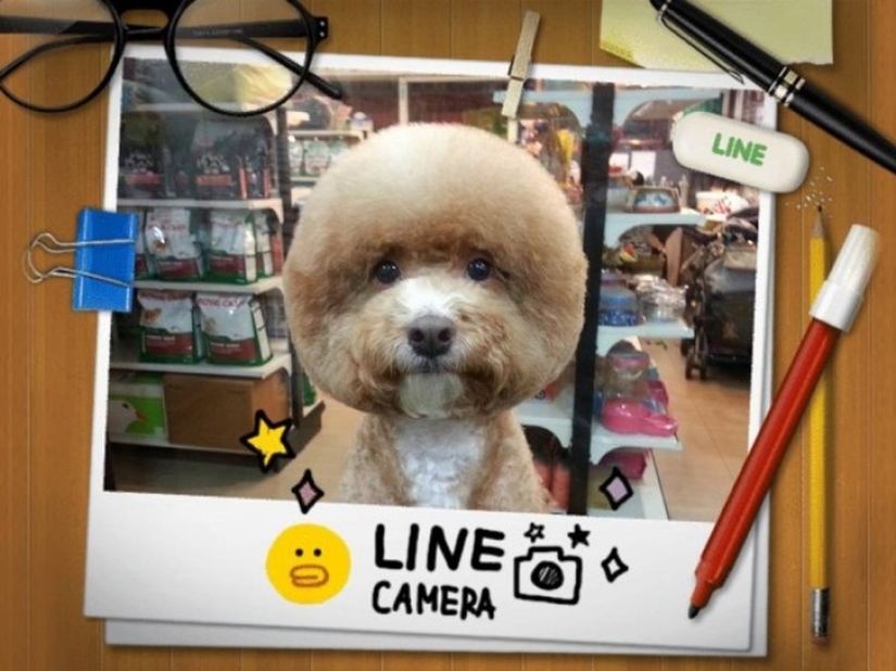 Square head: the latest trend in Taiwan
