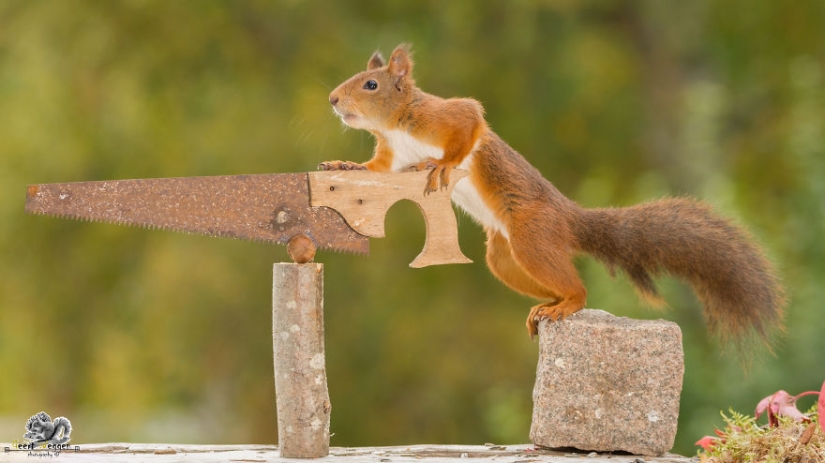 Squirrels from the window - it's amazing!