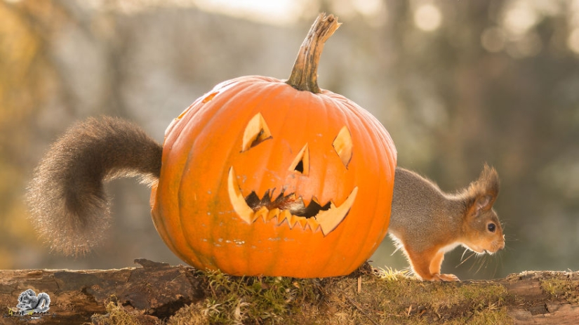 Squirrels from the window - it's amazing!