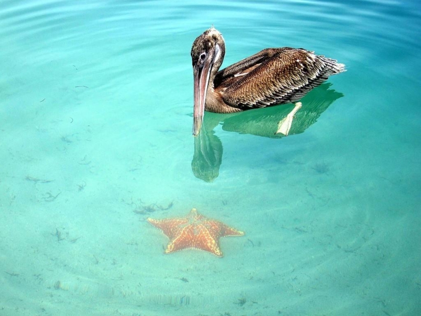 Starfish Beach - Boca del Drago Starfish Beach - Boca del Drago