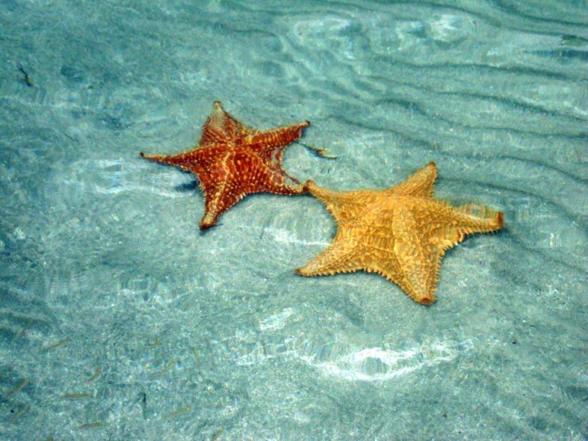 Starfish Beach - Boca del Drago Starfish Beach - Boca del Drago