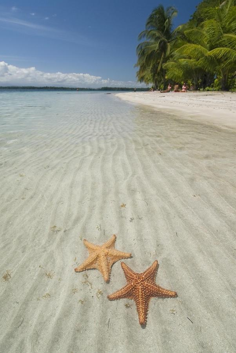 Starfish Beach - Boca del Drago Starfish Beach - Boca del Drago