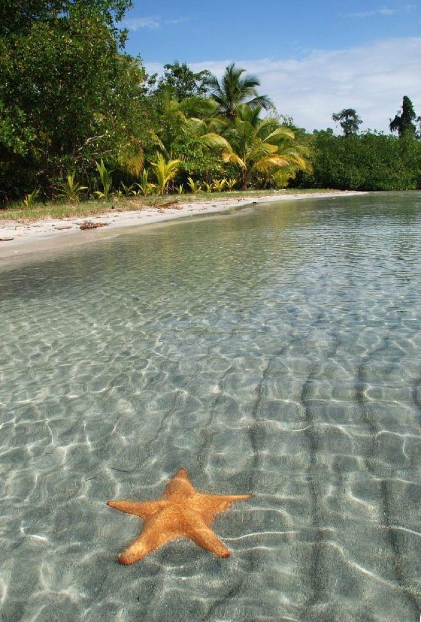 Starfish Beach - Boca del Drago Starfish Beach - Boca del Drago
