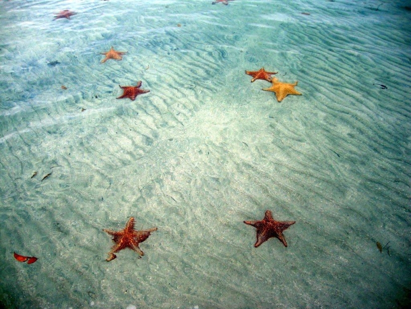 Starfish Beach - Boca del Drago Starfish Beach - Boca del Drago