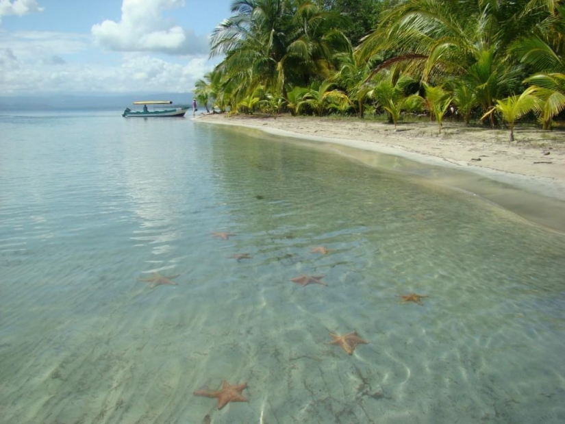 Starfish Beach - Boca del Drago Starfish Beach - Boca del Drago