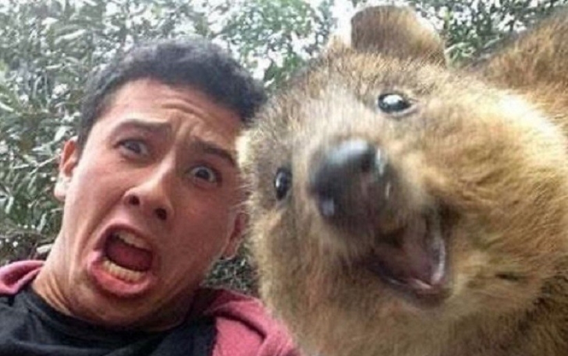 status quokka status quokka