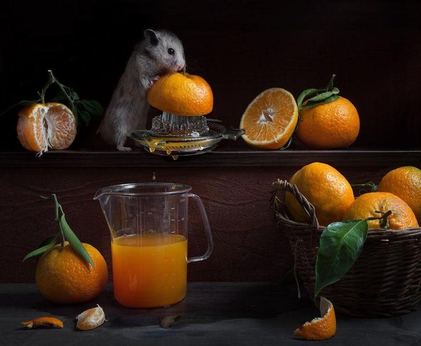 Still lifes with hamsters Still lifes with hamsters