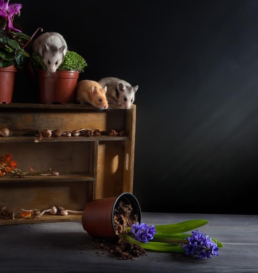 Still lifes with hamsters Still lifes with hamsters
