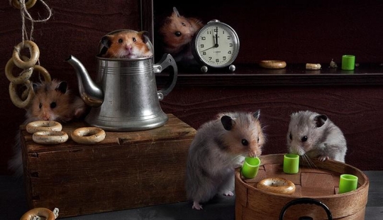Still lifes with hamsters