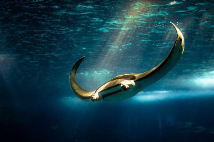 Stingrays - waterfowl Stingrays - waterfowl