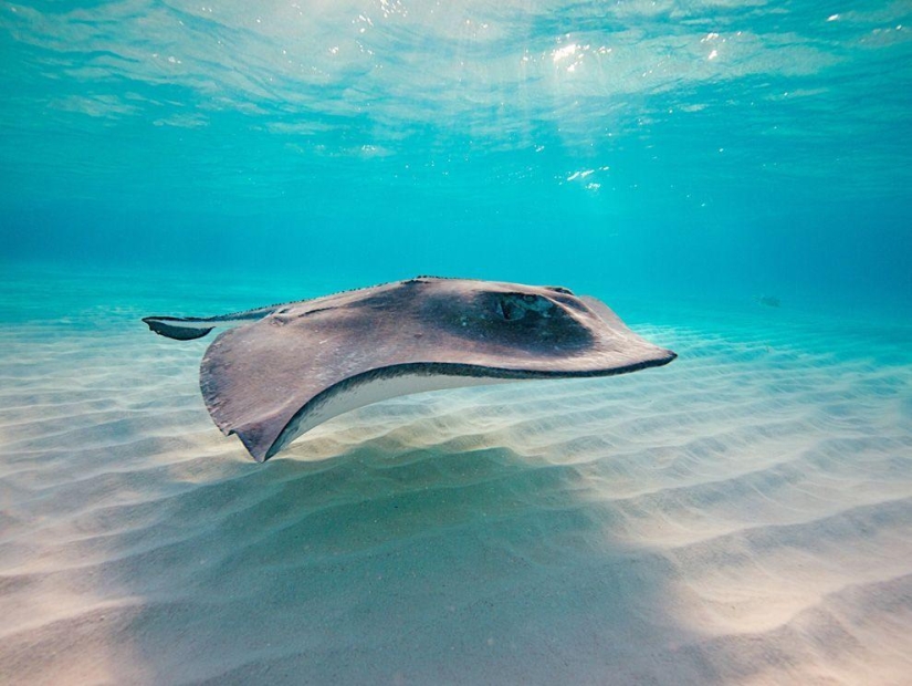Stingrays - waterfowl Stingrays - waterfowl