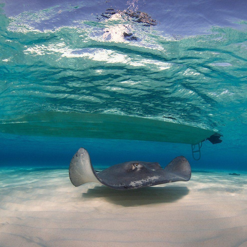 Stingrays - waterfowl Stingrays - waterfowl