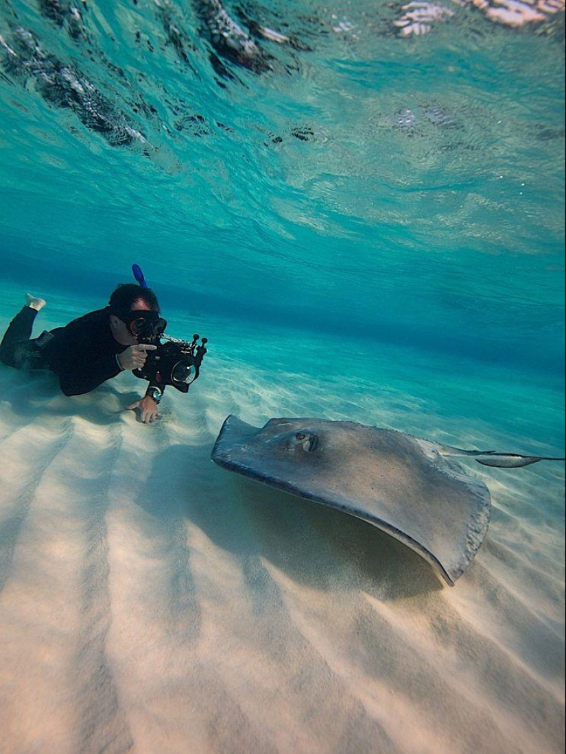 Stingrays - waterfowl Stingrays - waterfowl