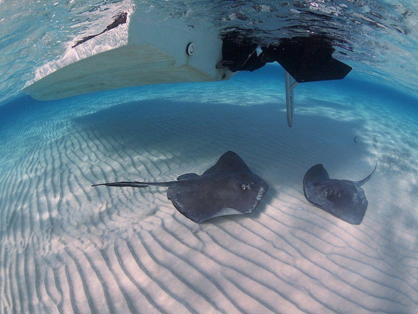 Stingrays - waterfowl Stingrays - waterfowl