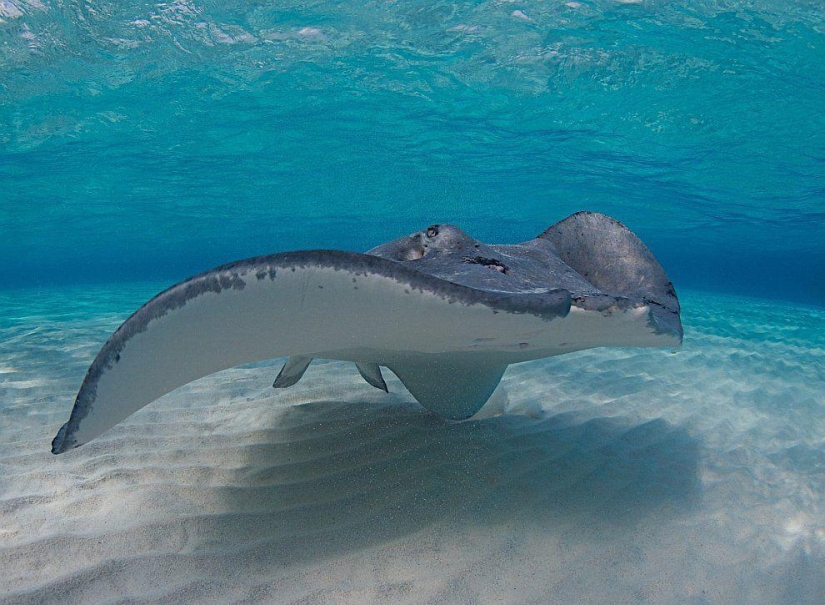 Stingrays - waterfowl Stingrays - waterfowl