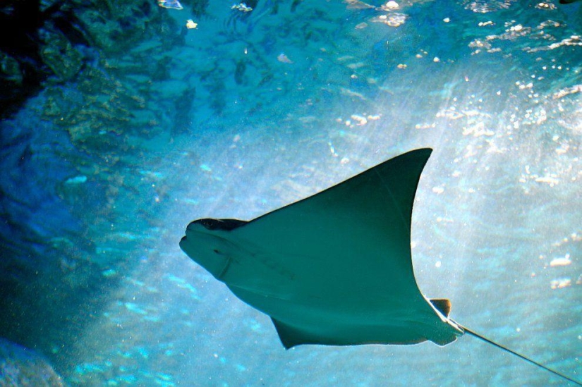 Stingrays - waterfowl Stingrays - waterfowl