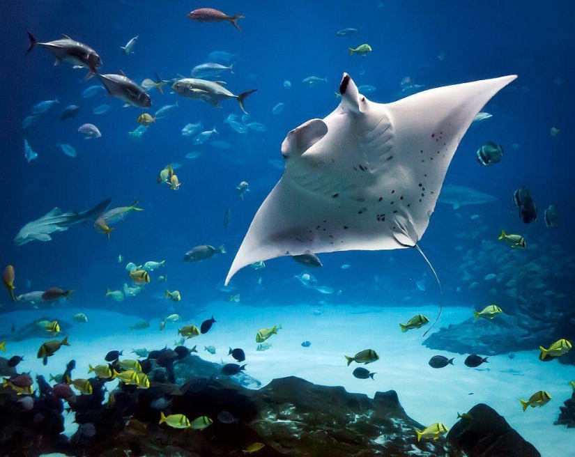 Stingrays - waterfowl Stingrays - waterfowl