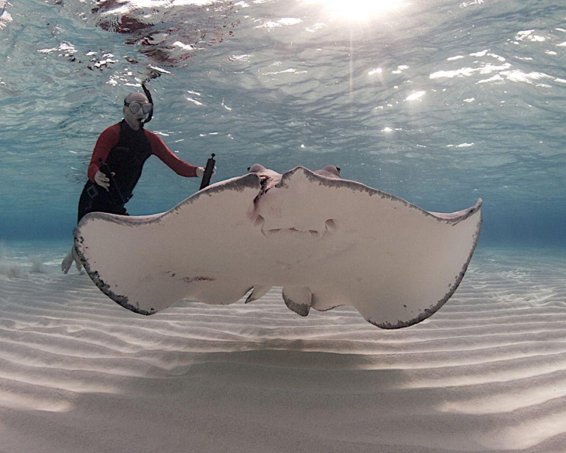 Stingrays - waterfowl Stingrays - waterfowl