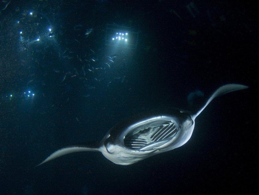Stingrays - waterfowl Stingrays - waterfowl