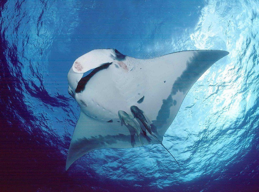 Stingrays - waterfowl Stingrays - waterfowl