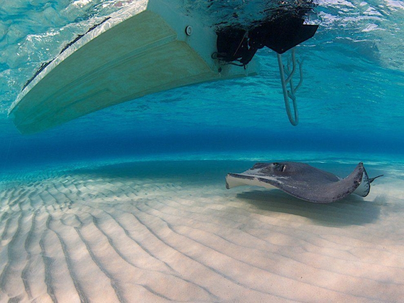 Stingrays - waterfowl Stingrays - waterfowl