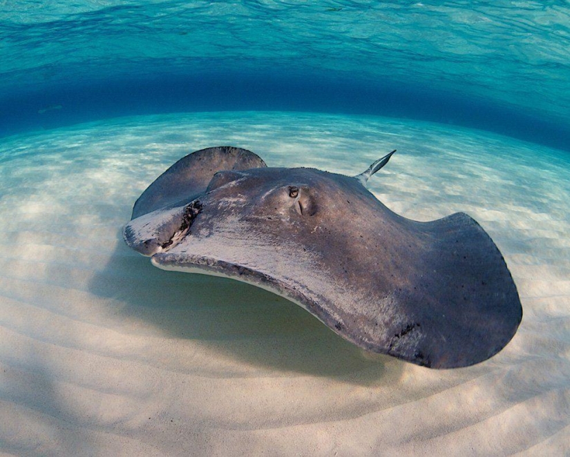 Stingrays - waterfowl Stingrays - waterfowl