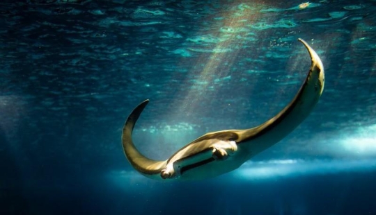 Stingrays - waterfowl