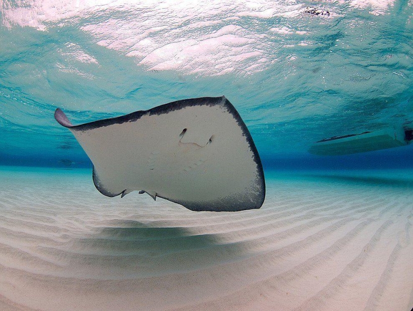Stingrays - waterfowl Stingrays - waterfowl