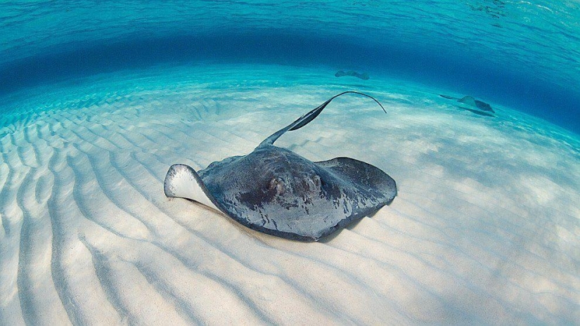 Stingrays - waterfowl Stingrays - waterfowl