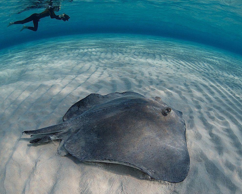 Stingrays - waterfowl Stingrays - waterfowl