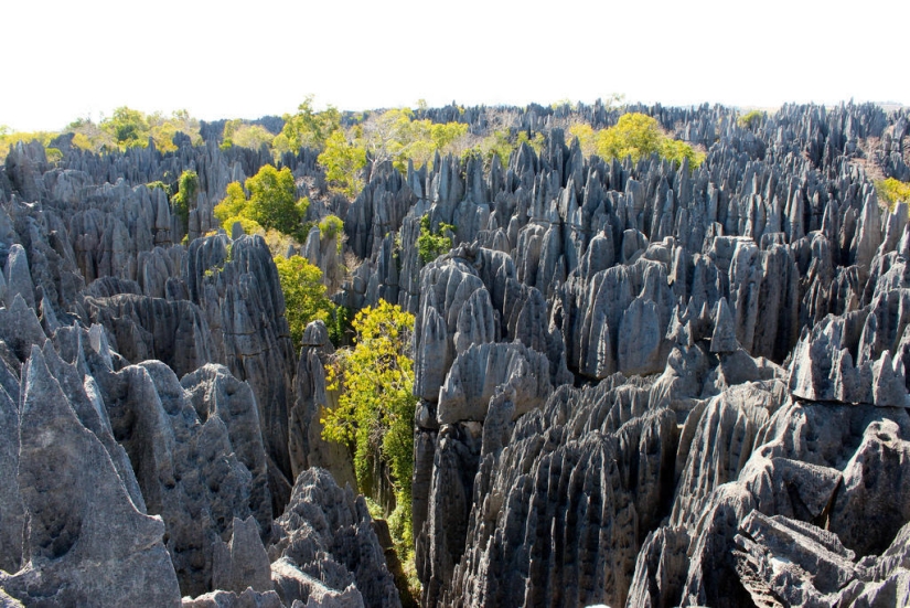 Stone forest in Madagascar