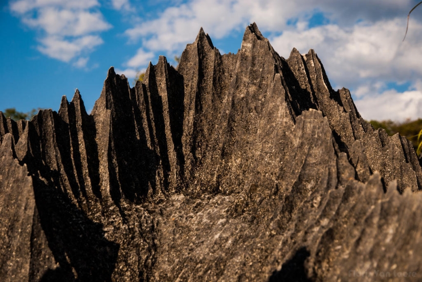 Stone forest in Madagascar