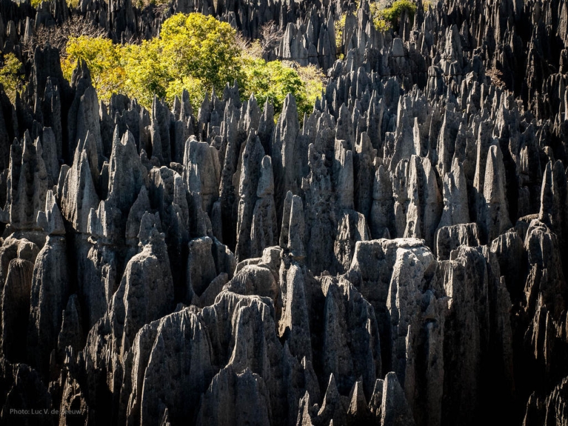 Stone forest in Madagascar