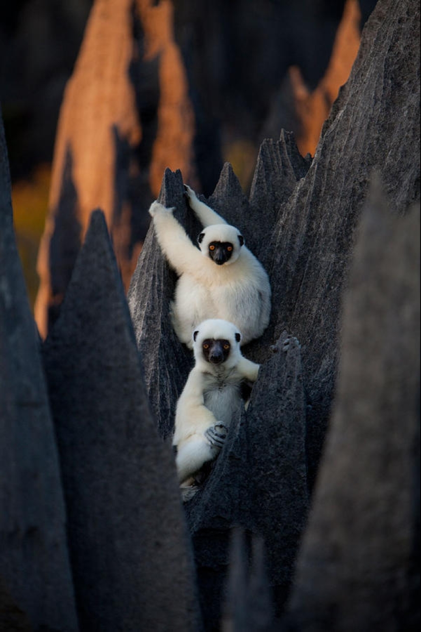 Stone forest in Madagascar
