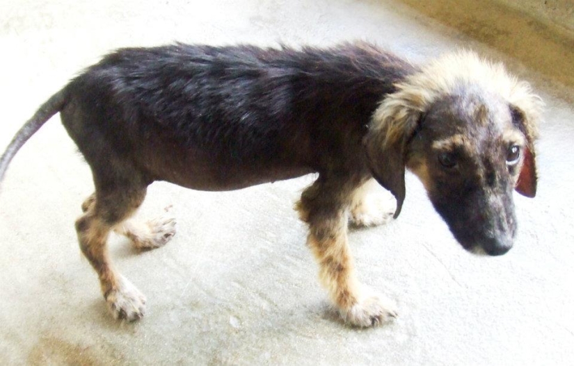 Stray dogs before and after the shelter