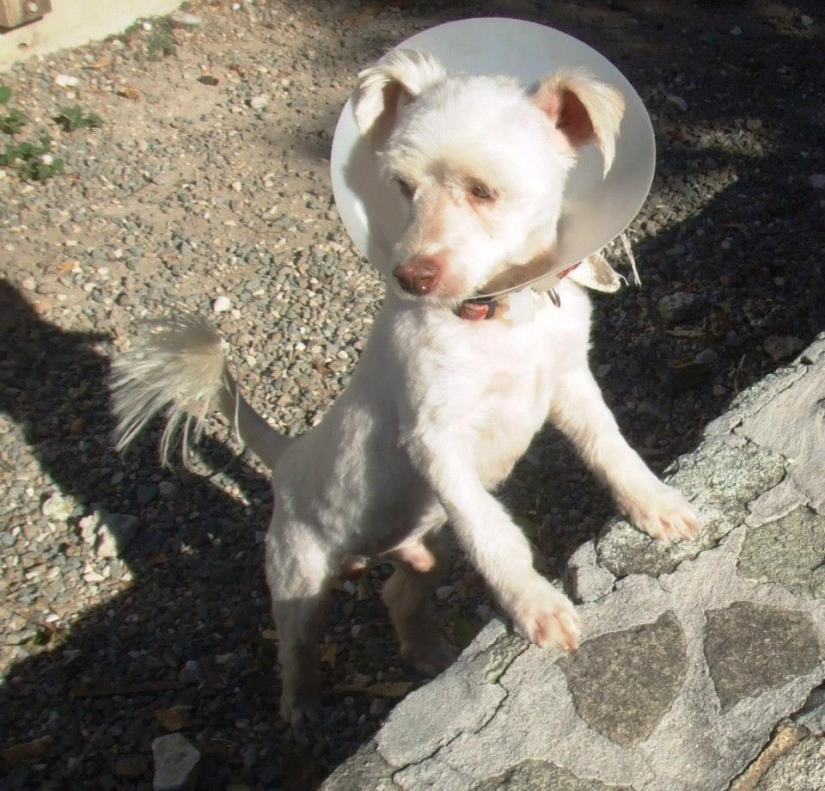 Stray dogs before and after the shelter