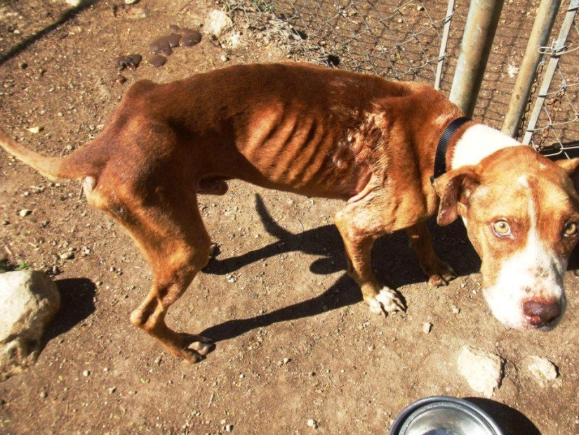 Stray dogs before and after the shelter