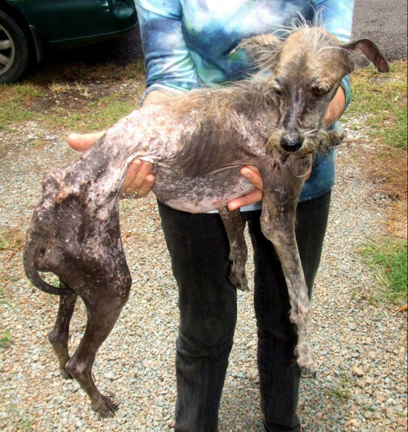 Stray dogs before and after the shelter
