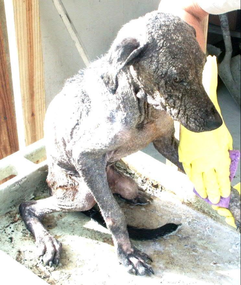 Stray dogs before and after the shelter