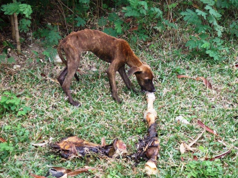 Stray dogs before and after the shelter