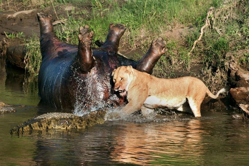 Stunning footage of confrontation between a lioness and crocodiles Stunning footage of confrontation between a lioness and crocodiles