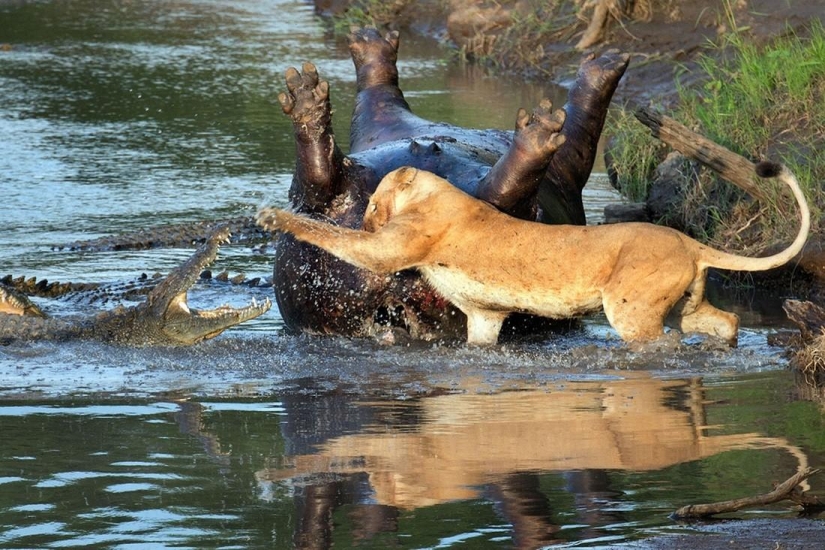 Stunning footage of confrontation between a lioness and crocodiles Stunning footage of confrontation between a lioness and crocodiles