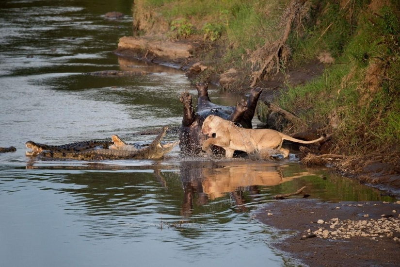 Stunning footage of confrontation between a lioness and crocodiles Stunning footage of confrontation between a lioness and crocodiles