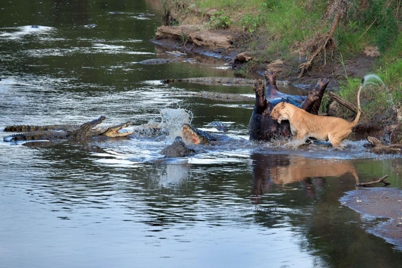 Stunning footage of confrontation between a lioness and crocodiles Stunning footage of confrontation between a lioness and crocodiles