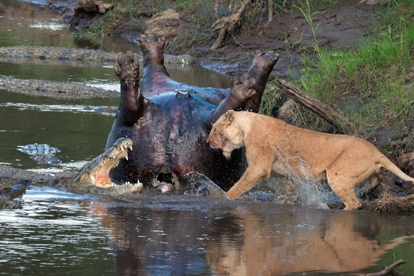 Stunning footage of confrontation between a lioness and crocodiles Stunning footage of confrontation between a lioness and crocodiles
