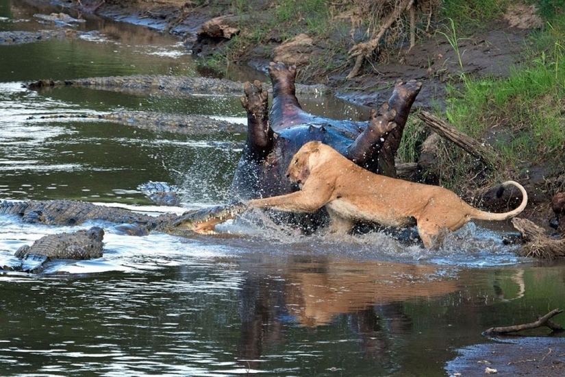 Stunning footage of confrontation between a lioness and crocodiles Stunning footage of confrontation between a lioness and crocodiles