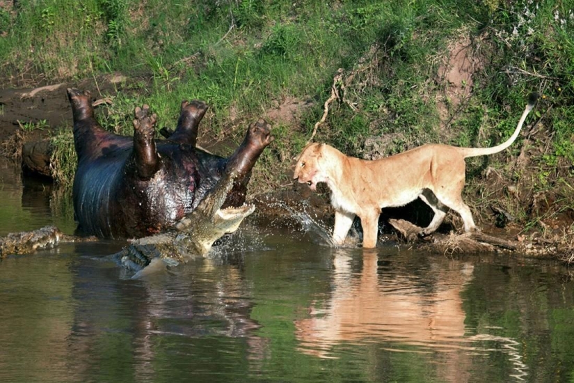 Stunning footage of confrontation between a lioness and crocodiles Stunning footage of confrontation between a lioness and crocodiles