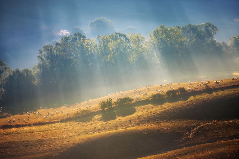 Stunning photo hunting for sheep in Tuscany Stunning photo hunting for sheep in Tuscany
