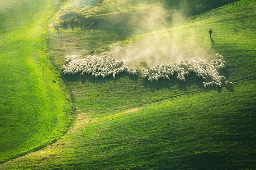 Stunning photo hunting for sheep in Tuscany Stunning photo hunting for sheep in Tuscany